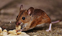 Find Exterminators in North Carolina